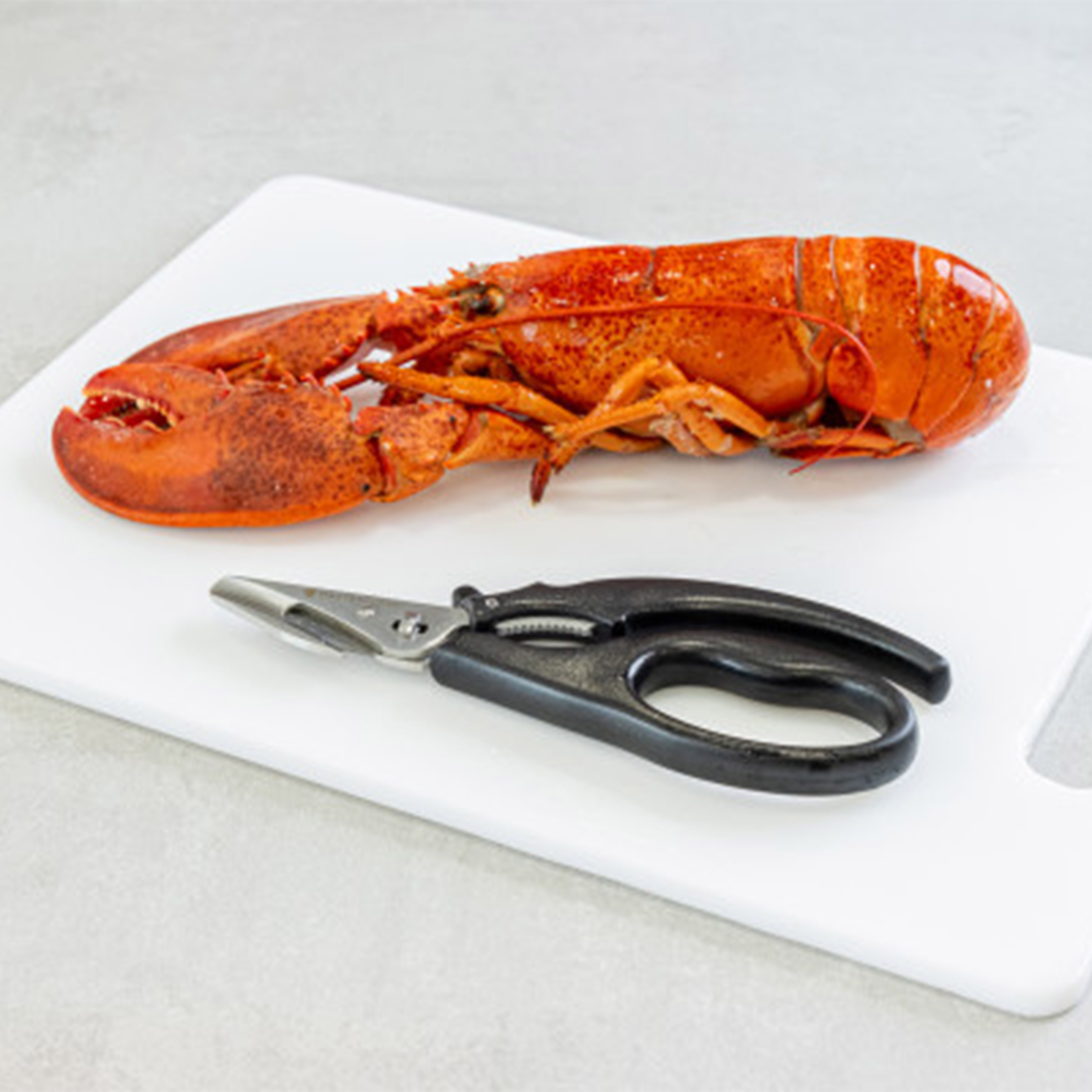 MCSFSHEARS - MC SEAFOOD SHEARS 18.5CM STAINLESS STEEL กรรไกรอาหารทะเลมาสเตอร์คลาส 18.5 ซม. MCSFSHEARS - MC SEAFOOD SHEARS 18.5CM STAINLESS STEEL กรรไกรอาหารทะเลมาสเตอร์คลาส 18.5 ซม.